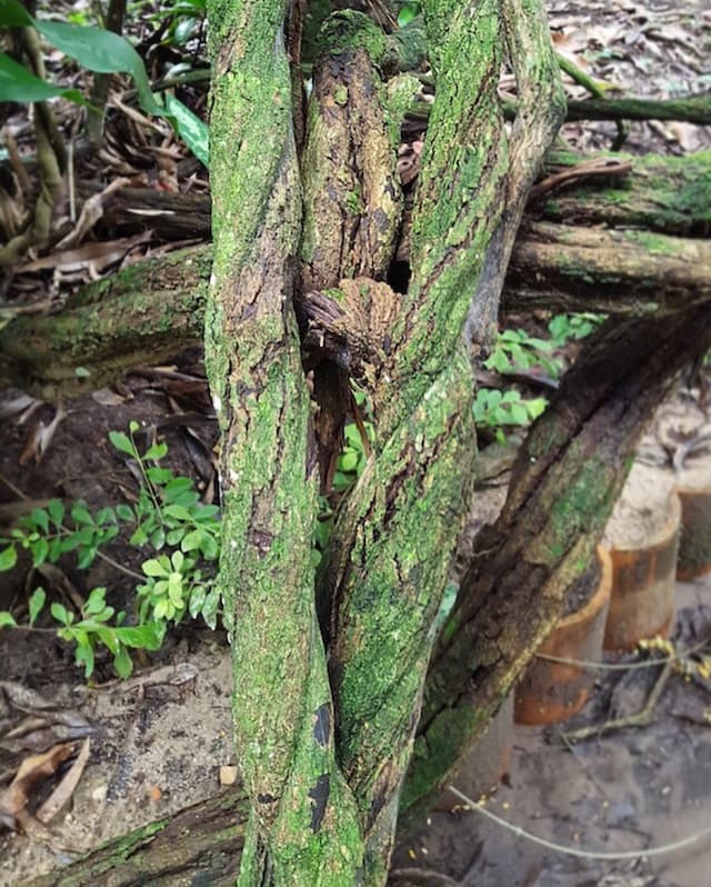 Ayahuasca professeur — couverture